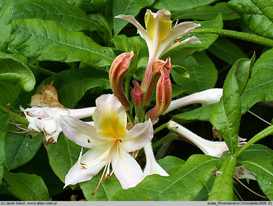 Rhododendron hort. Chromatella