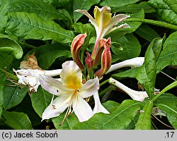 Rhododendron Chromatella