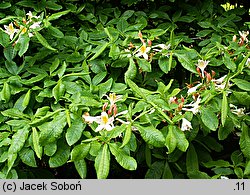 Rhododendron Chromatella