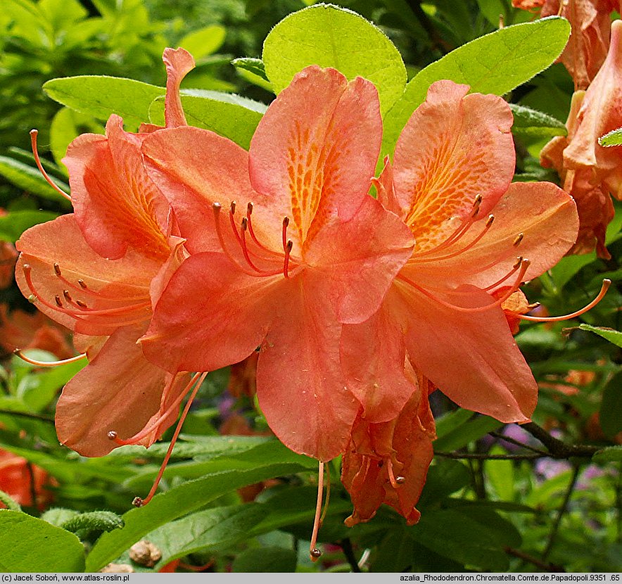 Rhododendron hort. Comte de Papadopoli