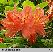 Rhododendron hort. Comte de Papadopoli