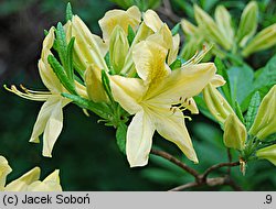 Rhododendron Comte de Quincey