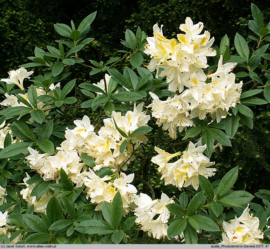 Rhododendron hort. Daviesii