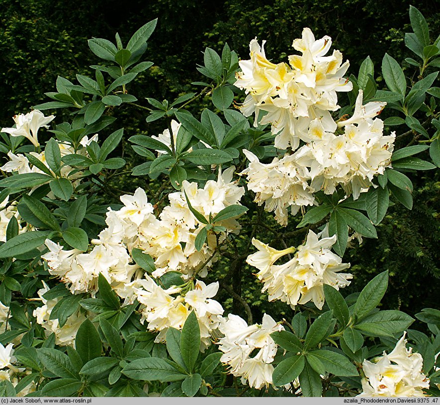 Rhododendron Daviesii