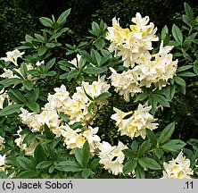 Rhododendron hort. Daviesii