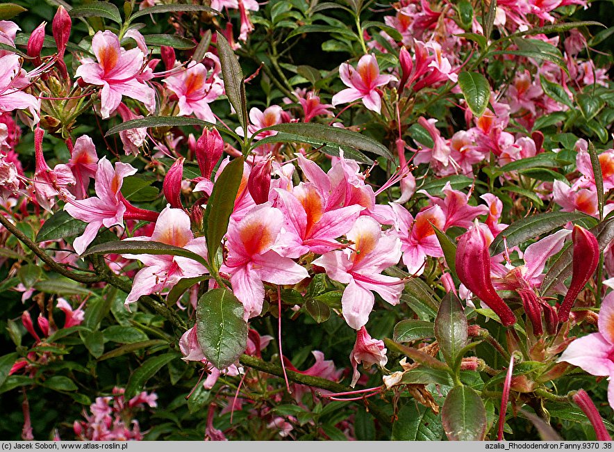 Rhododendron Fanny