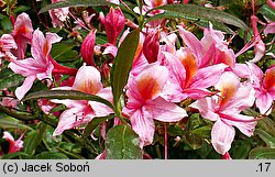 Rhododendron hort. Fanny
