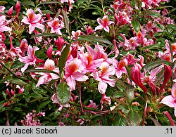 Rhododendron Fanny