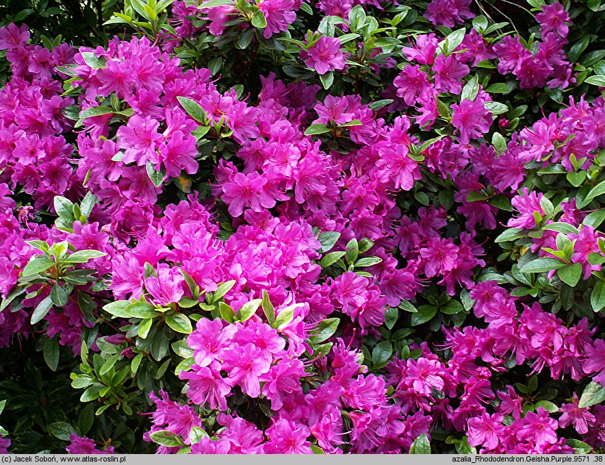 Rhododendron Fumiko