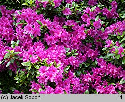 Rhododendron Fumiko