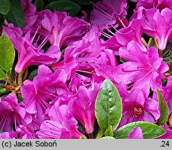 Rhododendron Fumiko