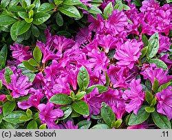 Rhododendron hort. Grupa '29a Azalie Kiusianum'