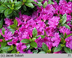 Rhododendron Fumiko