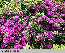 Rhododendron hort. Fumiko