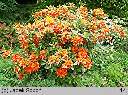 Rhododendron hort. Glowing Embers