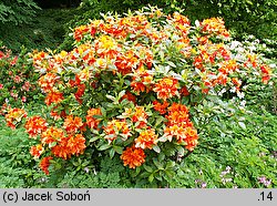 Rhododendron Glowing Embers