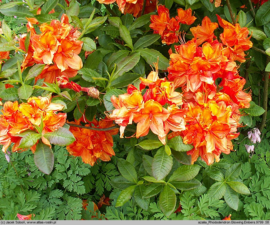 Rhododendron hort. Glowing Embers
