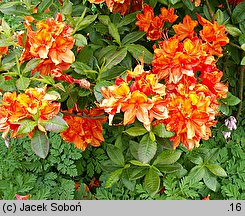 Rhododendron hort. Glowing Embers