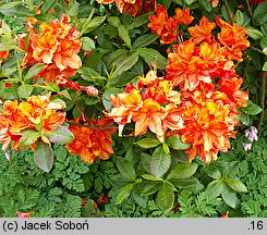 Rhododendron Glowing Embers