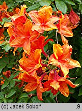 Rhododendron Golden Eagle