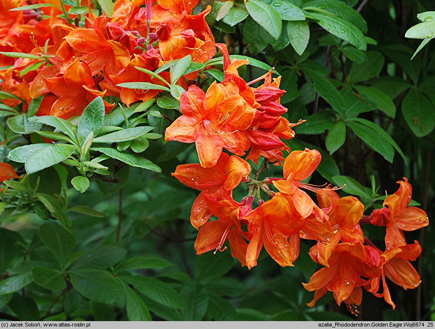 Rhododendron hort. Golden Eagle