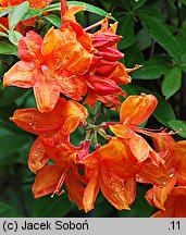 Rhododendron Golden Eagle