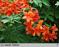 Rhododendron Golden Eagle