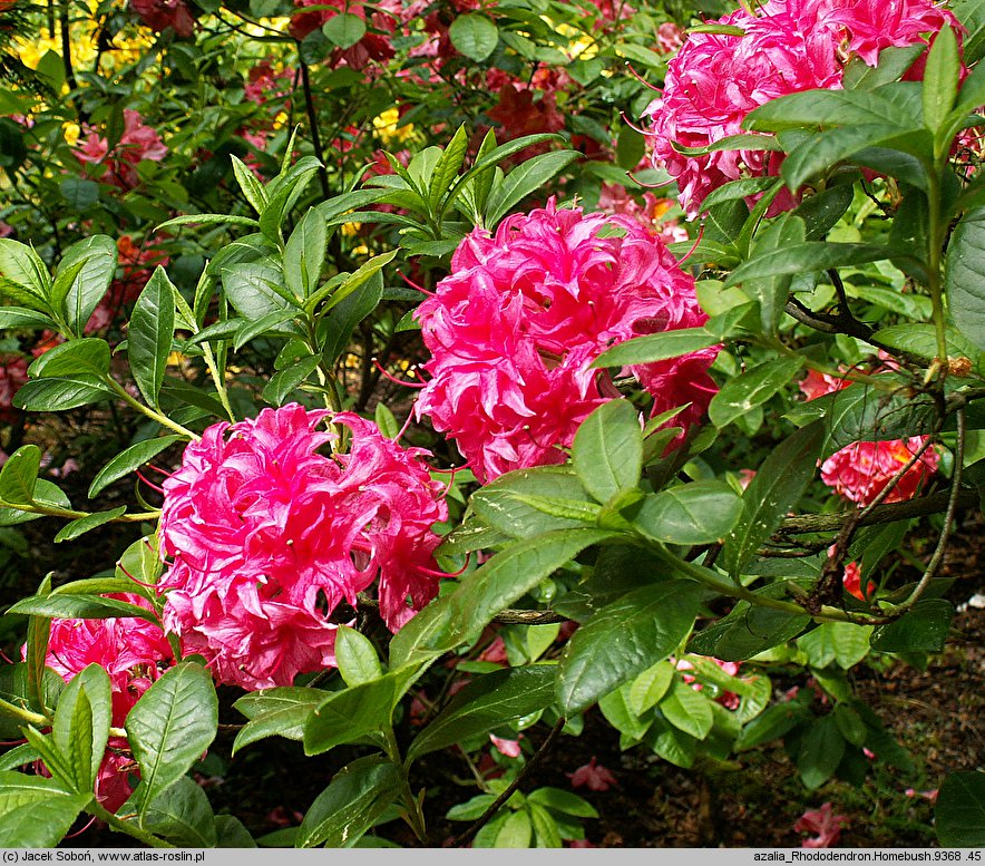 Rhododendron hort. Homebush