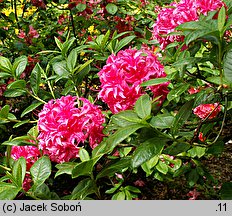 Rhododendron hort. Homebush