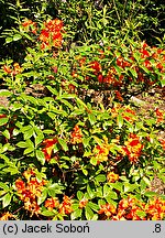 Rhododendron Gibraltar