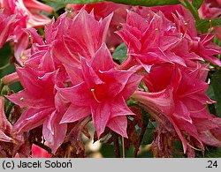 Rhododendron hort. Norma