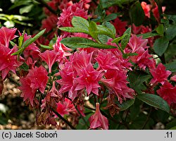 Rhododendron hort. Norma