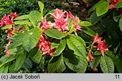 Rhododendron Norma