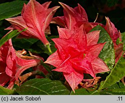 Rhododendron hort. Norma