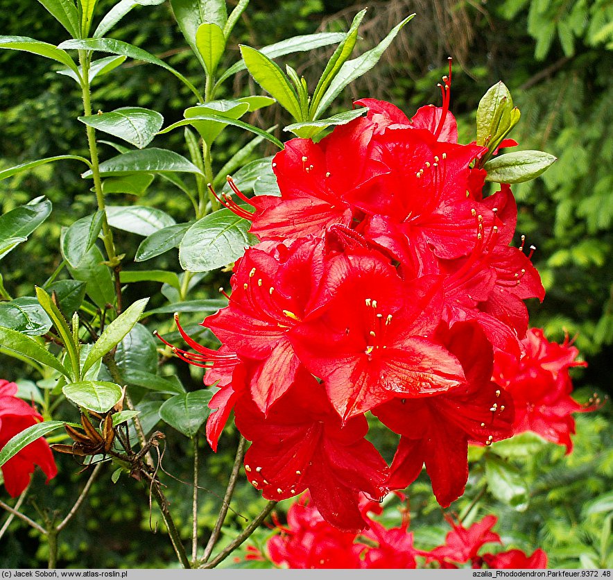 Rhododendron hort. Parkfeuer