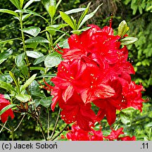 Rhododendron hort. Parkfeuer