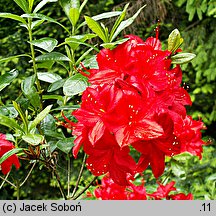 Rhododendron Parkfeuer