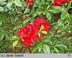 Rhododendron hort. Parkfeuer