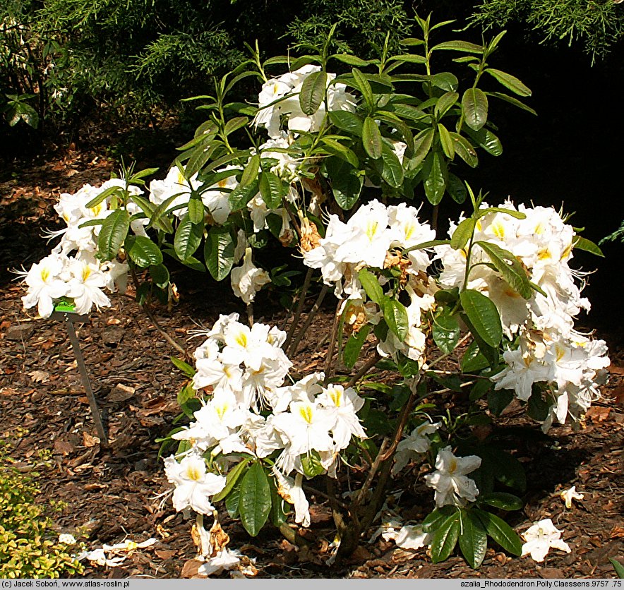 Rhododendron hort. Polly Claessens