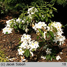 Rhododendron hort. Polly Claessens