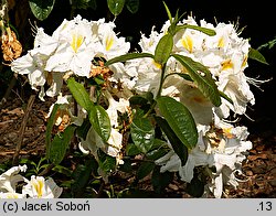 Rhododendron hort. Polly Claessens