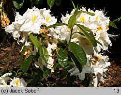 Rhododendron Polly Claessens