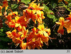 Rhododendron hort. Rumba