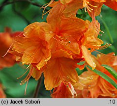 Rhododendron hort. Rumba
