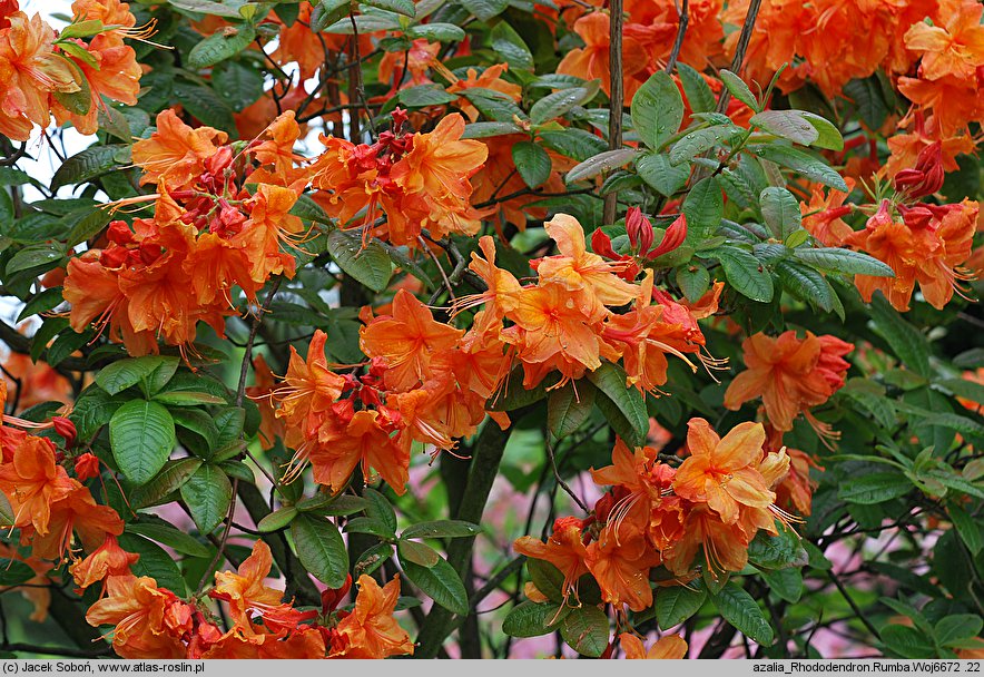Rhododendron hort. Rumba