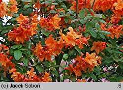 Rhododendron hort. Rumba