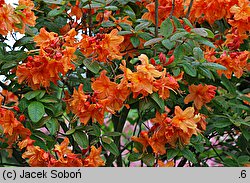 Rhododendron Rumba