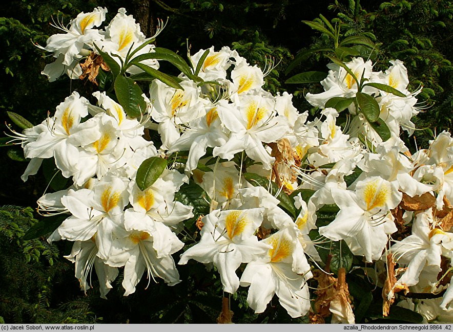 Rhododendron Schneegold