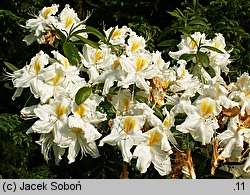 Rhododendron Schneegold