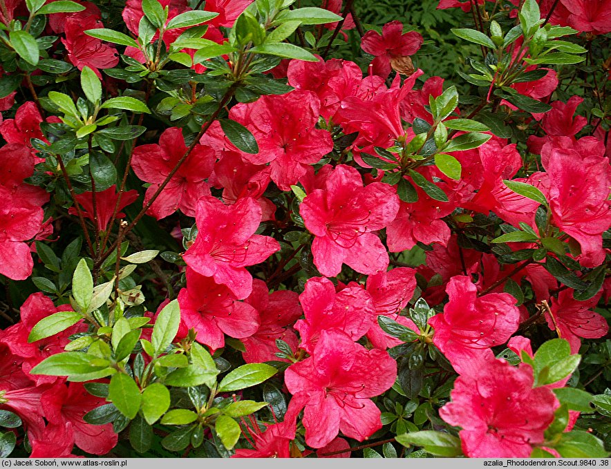 Rhododendron hort. Scout